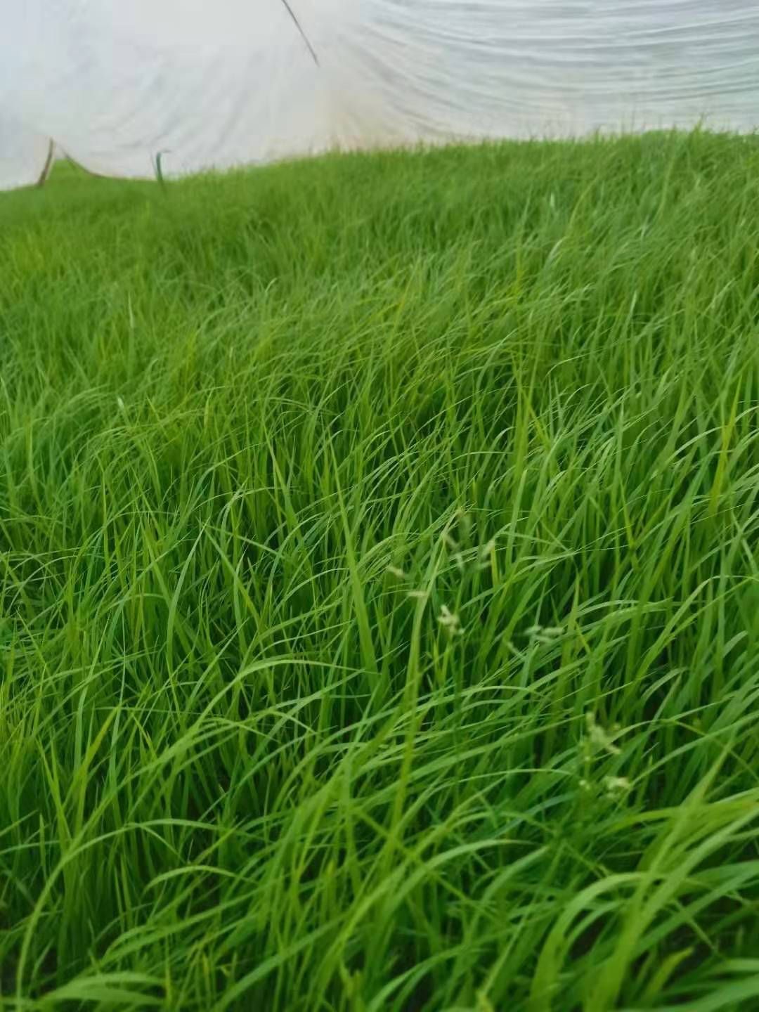 狼尾草  紫穂浪尾草   基地直供质优价廉