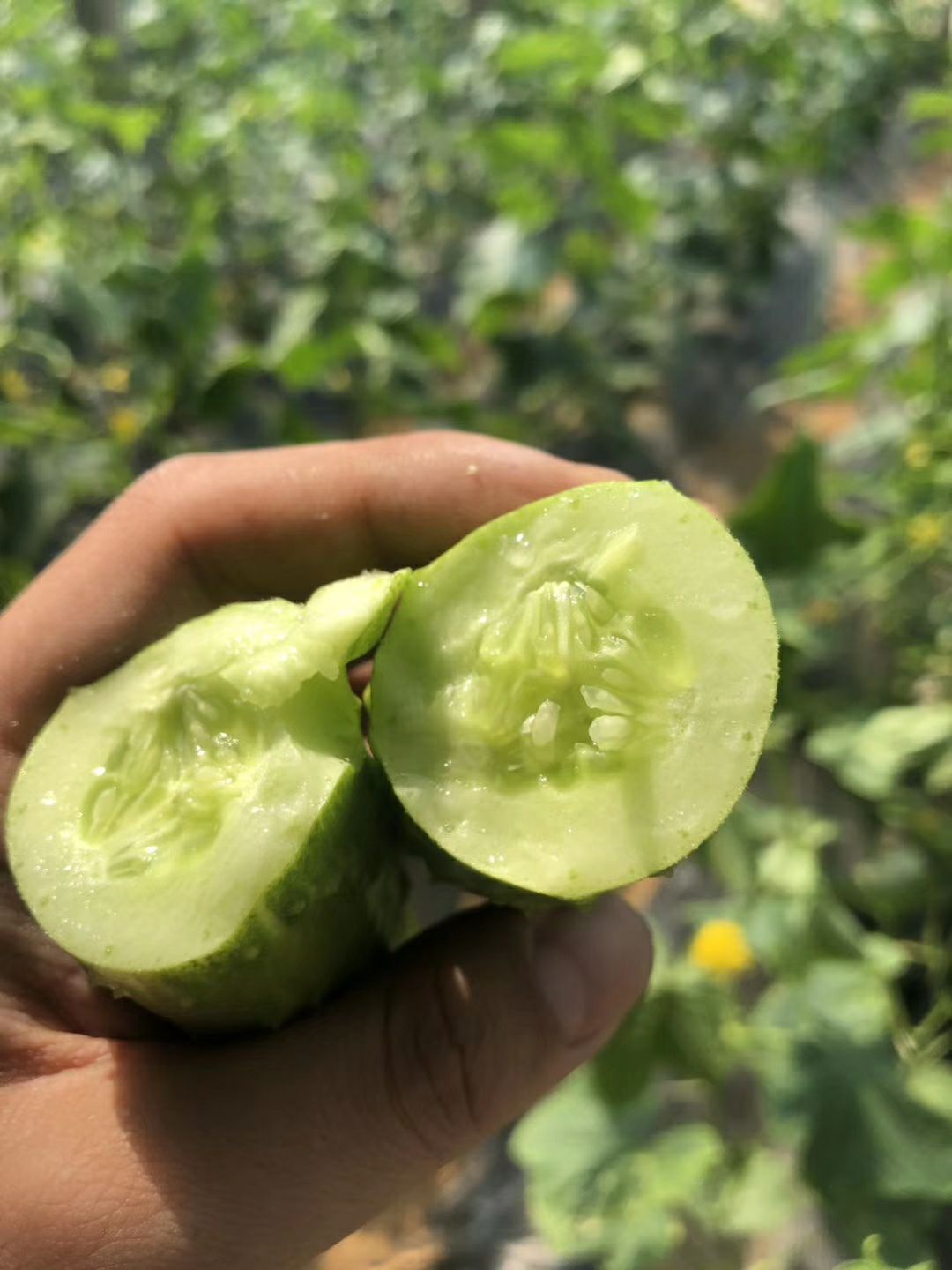 海阳白玉黄瓜一件代发五斤包邮