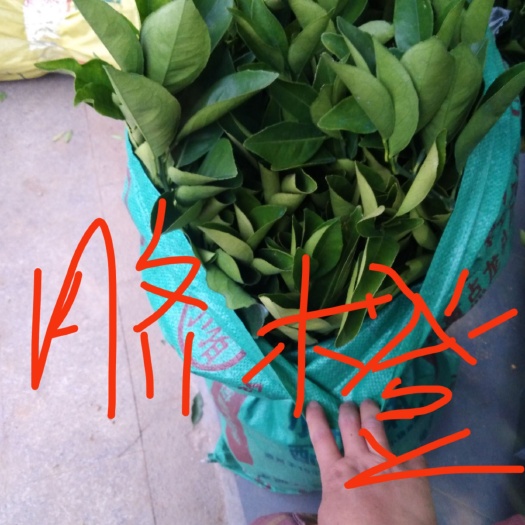 荔浦市 纽荷尔脐橙苗，欢迎各个老板，种植户来电