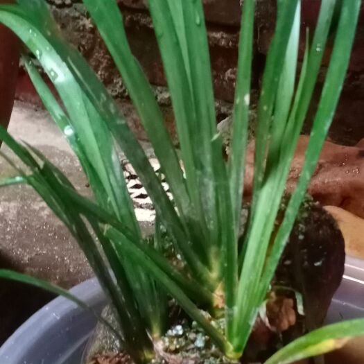 肇庆石菖蒲苗  野生石菖蒲