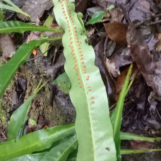 乐业县 化石草中药材