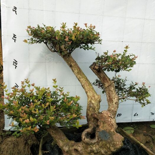 赤楠盆栽  百年古桩盆景  三叶轮生红芽细叶赤楠  天然舍利镂空