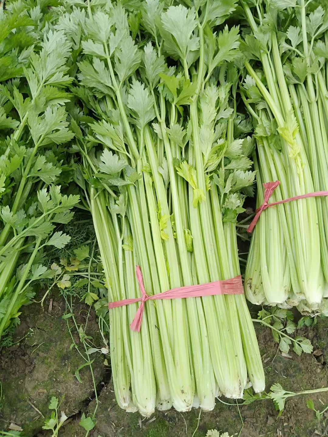 西芹 河南商丘精品芹菜【基地种植 货源充足 价格合理 质量保