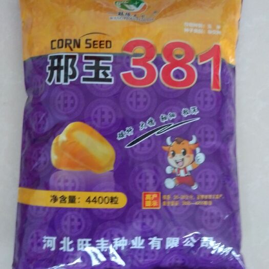 威县玉米种子 邢王381，抗大小斑病，弯孢叫斑病，茎腐病，高抗感痪黑粉病