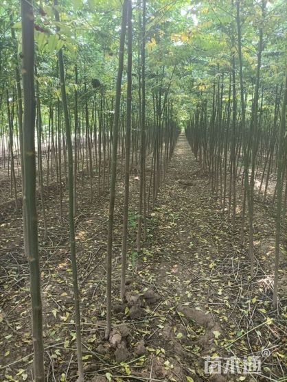 新乡苦楝树 