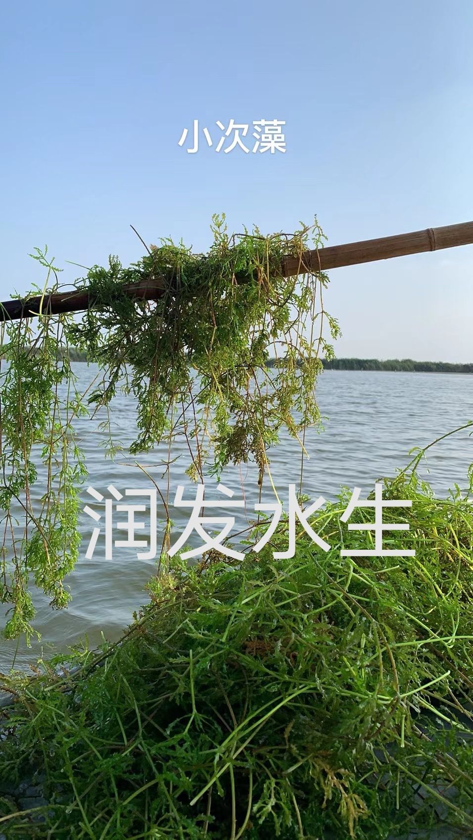 菹草 金鱼藻 狐尾藻 马来眼子菜