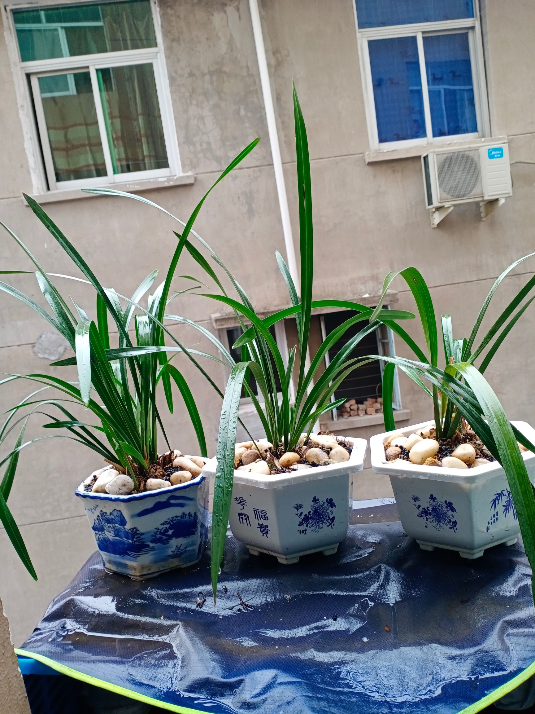 多花指甲兰  贵州黔东南州四季兰，蜜蜂兰花
