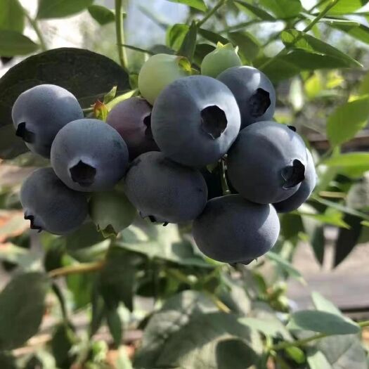凤城市绿宝石蓝莓  丹东蓝莓