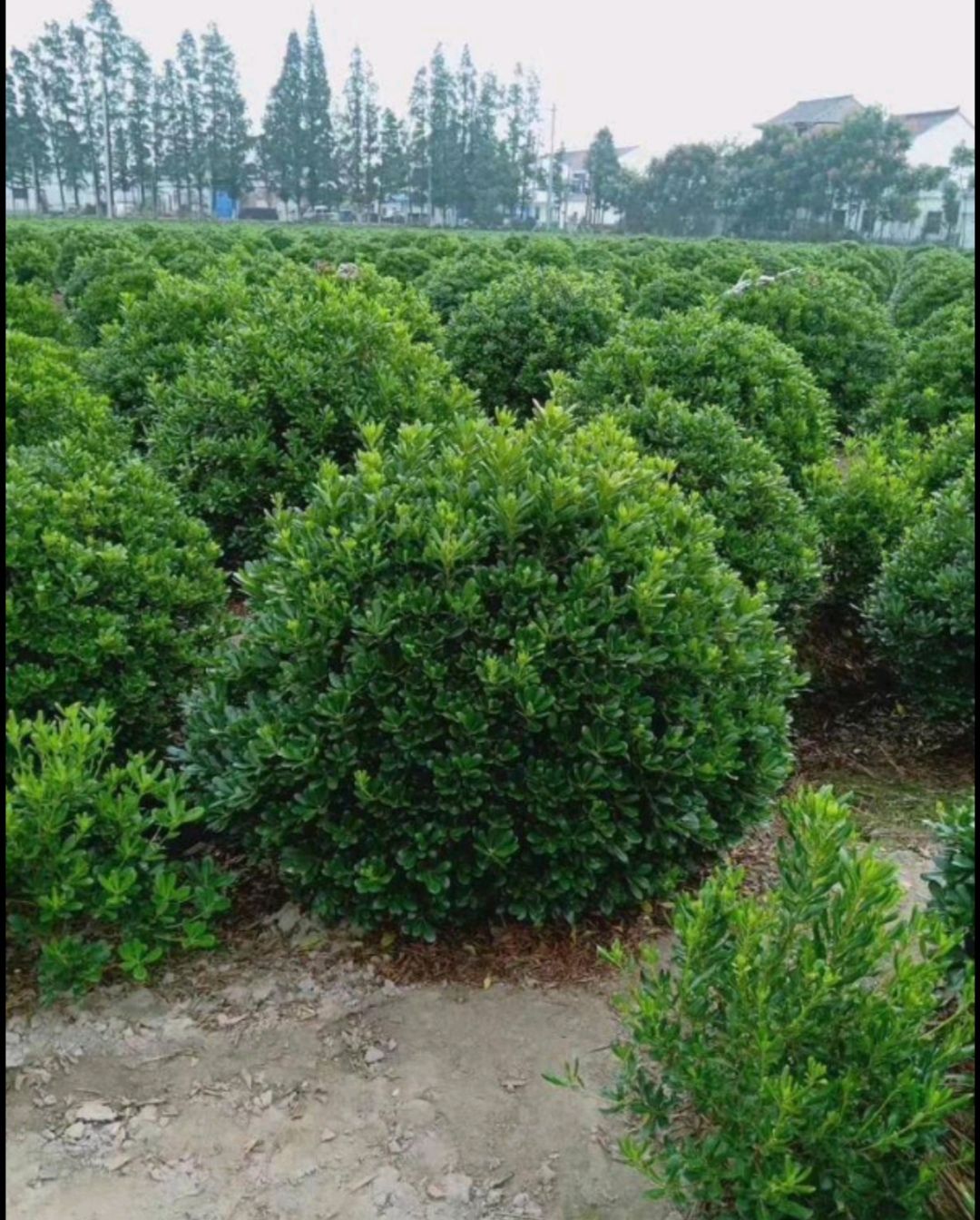 双面红  红花继木球