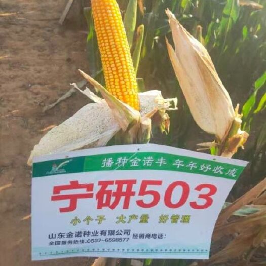济南玉米种子  矮秆，多抗，优质，高产玉米杂交种