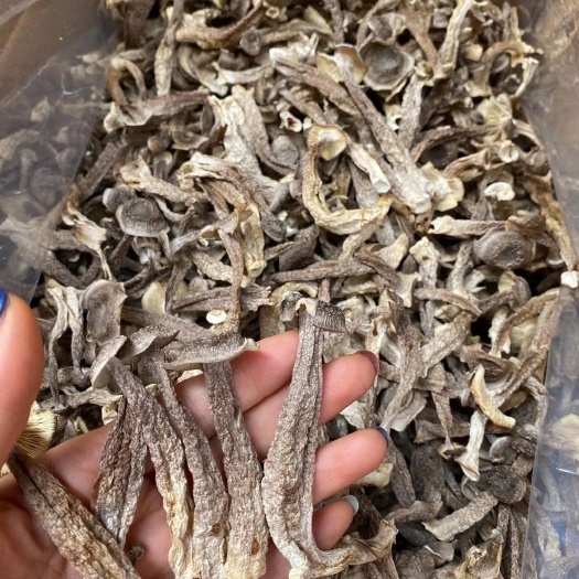 南安市鹿茸菇
