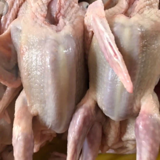 柳城县白条鸽，乳鸽老鸽多种规格货源充足，量大从优