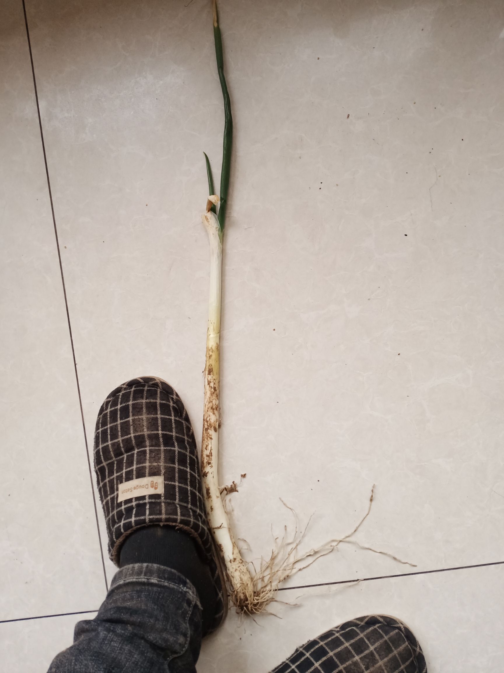 铁杆大葱 羊角葱出售