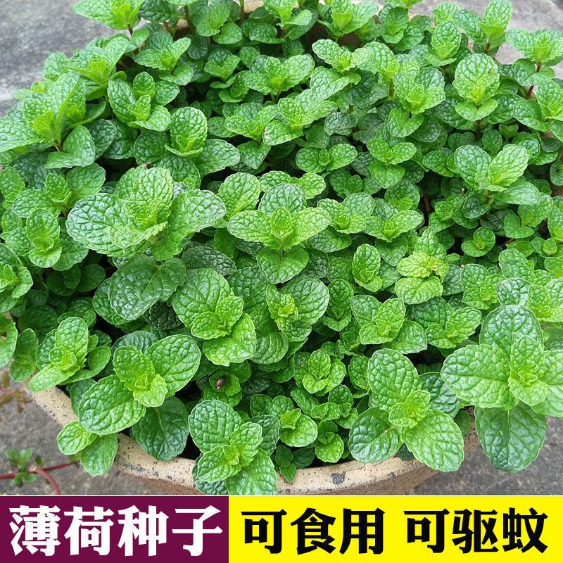 【食用薄荷】薄荷四季易种活阳台植物盆栽香草