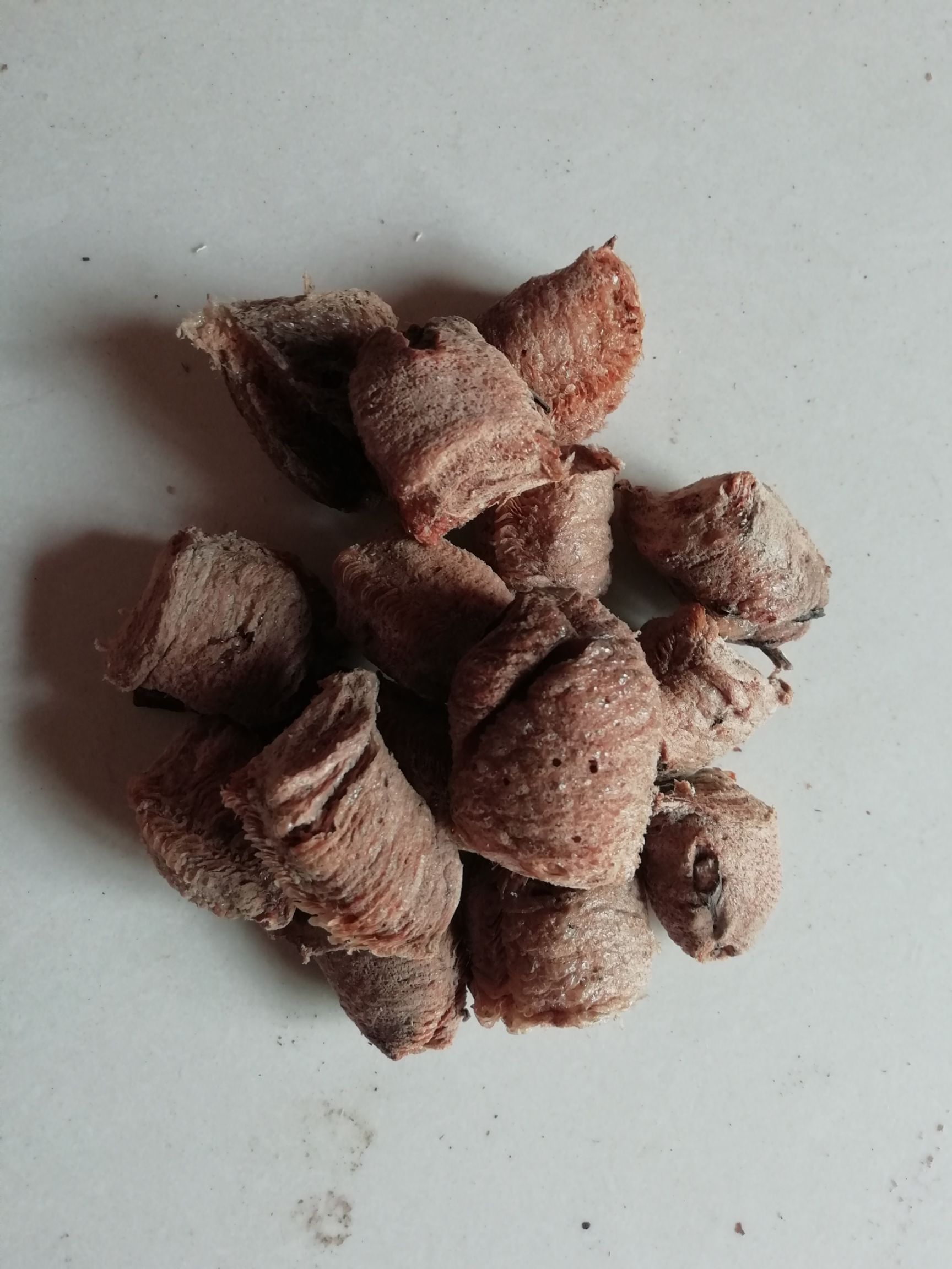 桑螵蛸，大棉，蒸熟晒干棉蛸干品