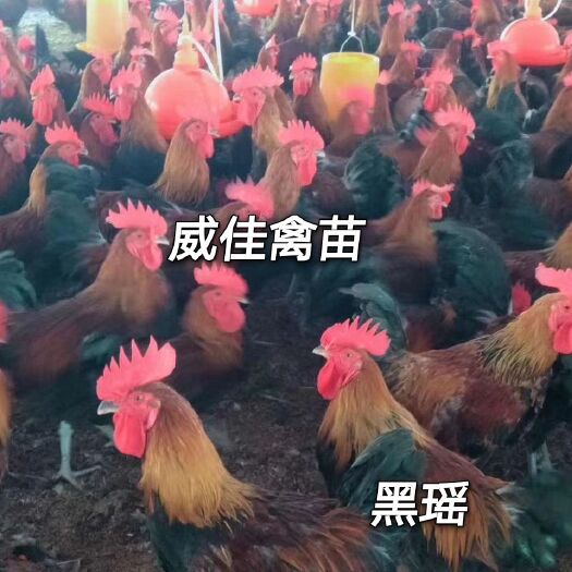 南宁黑瑶鸡苗