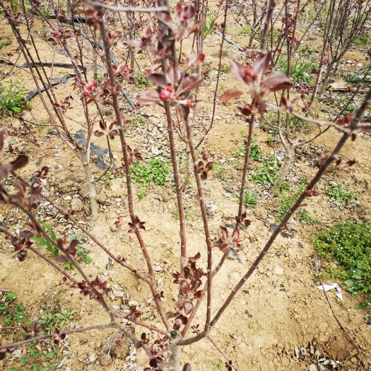 沭阳县红星苹果树苗 