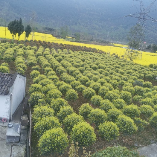 绵阳黄金桂花树  金桂朱砂桂丹桂地笼春季长势，年年冬季修剪树干笔直树形美观
