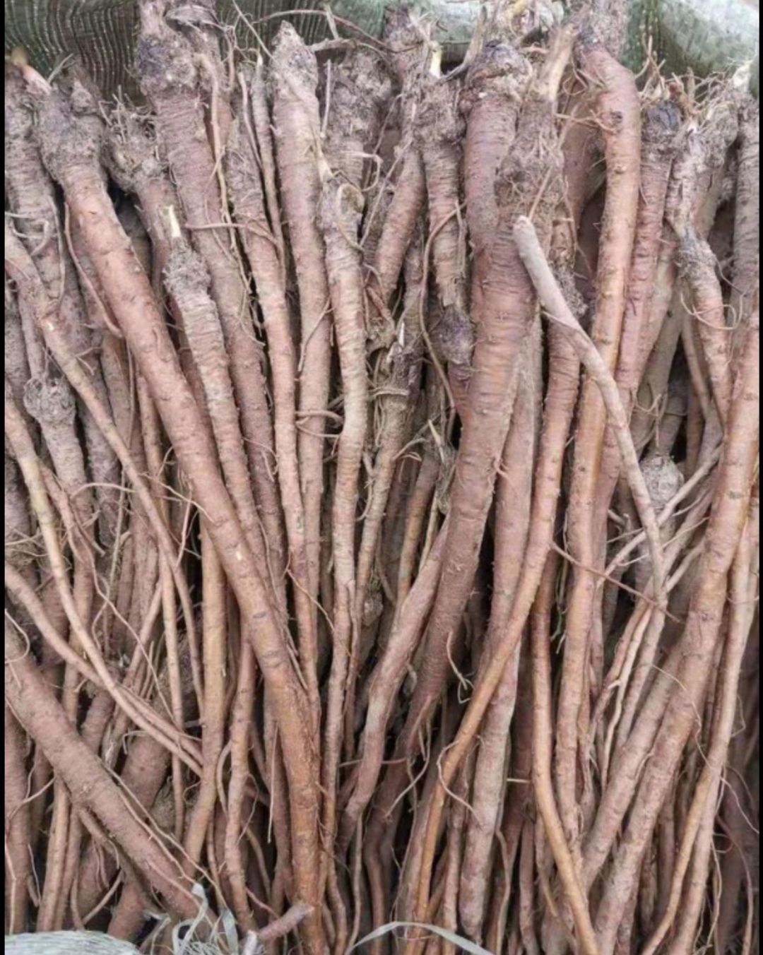 独活苗 当年独活种苗 成活率高 现挖现卖 量大优惠