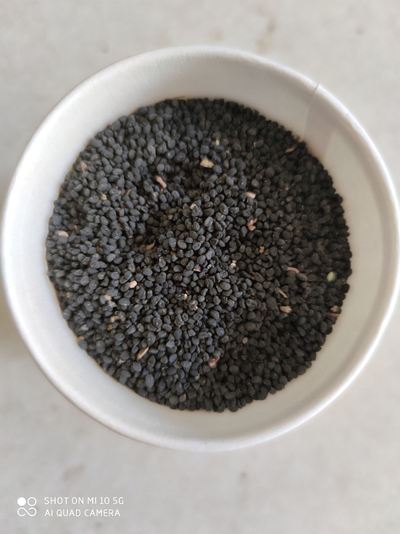 黄芩种子  甘肃陇西地产纯新黄芩籽，一手货源，过风过筛，不掺