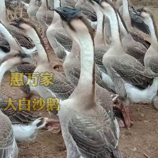 大白沙鹅苗 白沙杂大种鹅苗 包做好疫苗 包运输存活