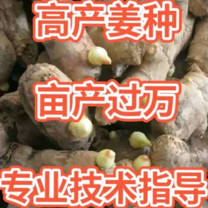 生姜 大量大肉姜姜种出售，欢迎咨询