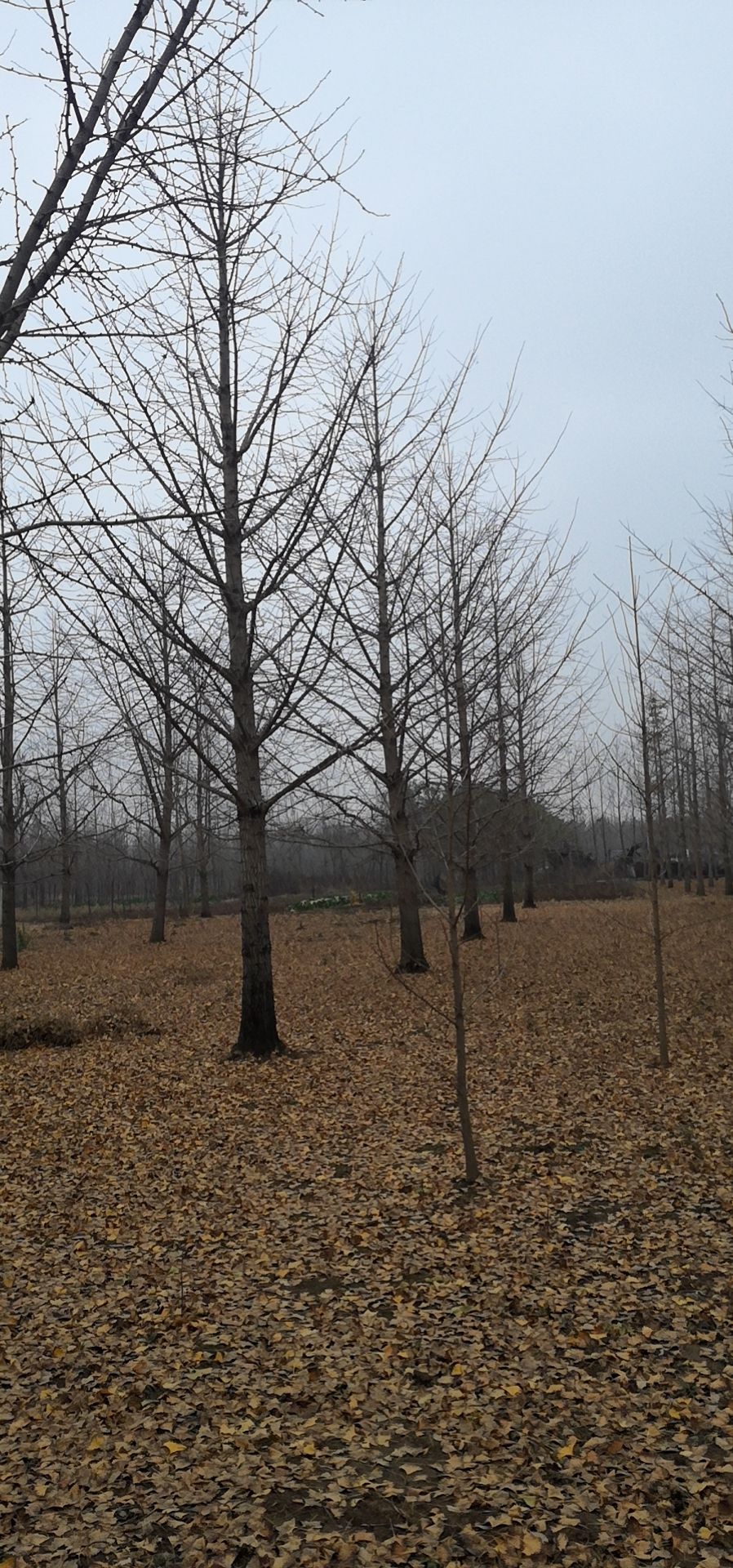 大量批发精品银杏树苗市场价格