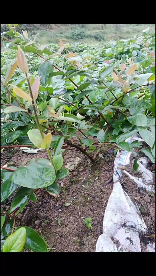 湘蕾一号金银花苗  湘蕾金银花苗木（带营养杯扦插苗）