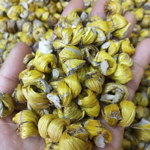 盈江县虎牙石斛 石斛