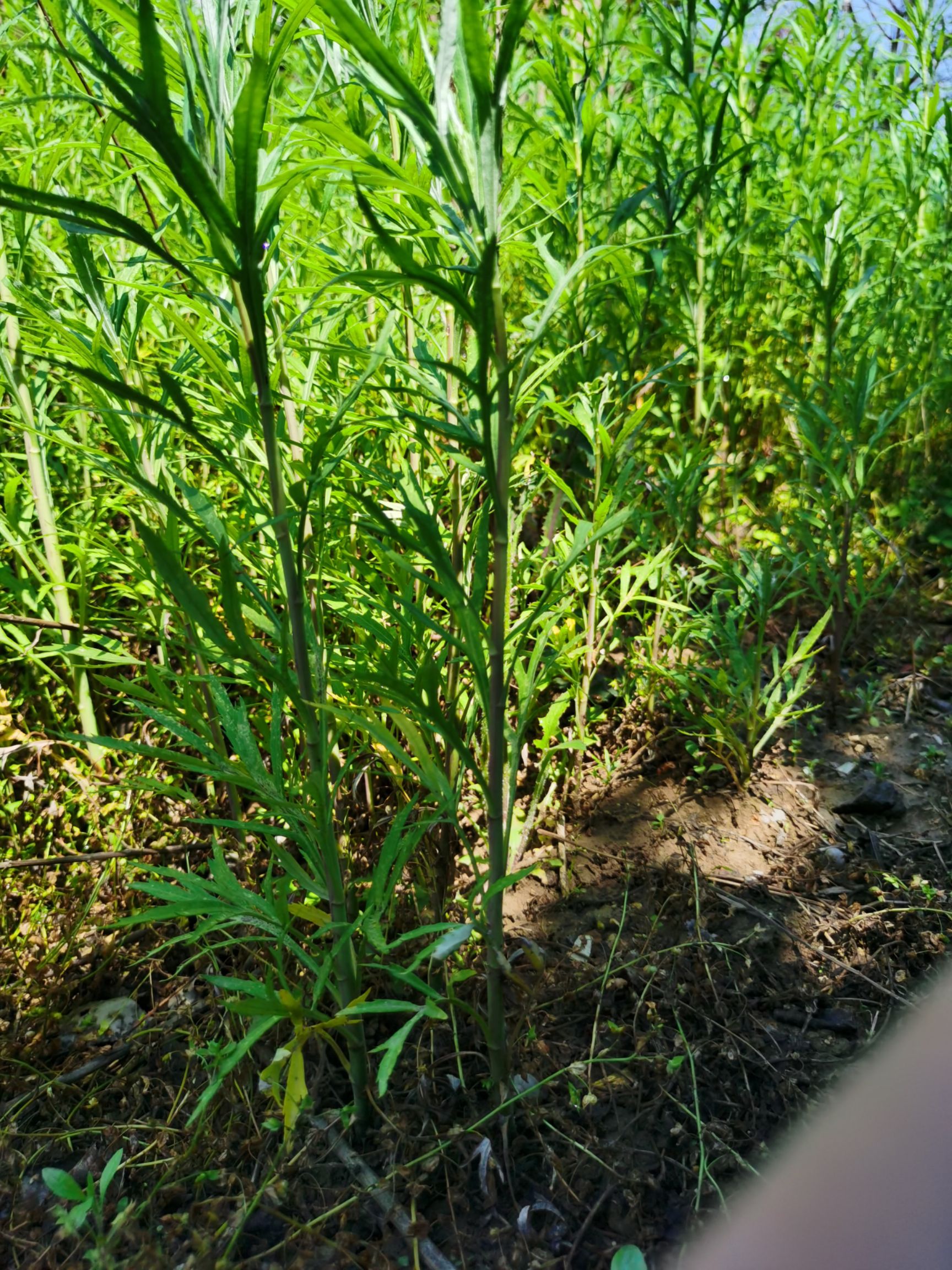 柳蒿种子  柳蒿种苗 柳蒿芽苗 多年生苗水蒿白蒿 山野菜庭院