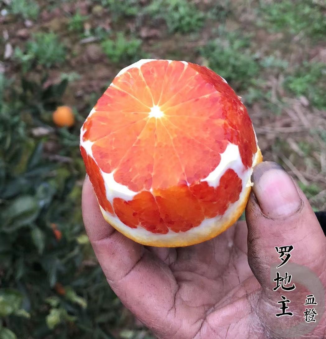塔罗科血橙苗  橘子苗:血橙，不知火，春见，爱媛，沃柑，明日见，塔罗科，脐橙