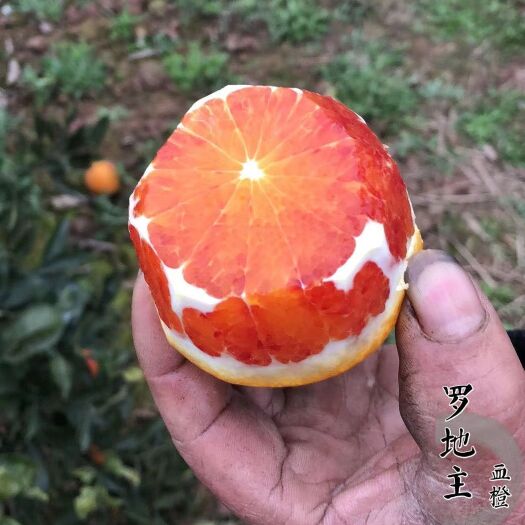 简阳市塔罗科血橙苗  橘子苗:血橙，不知火，春见，爱媛，沃柑，明日见，塔罗科，脐橙