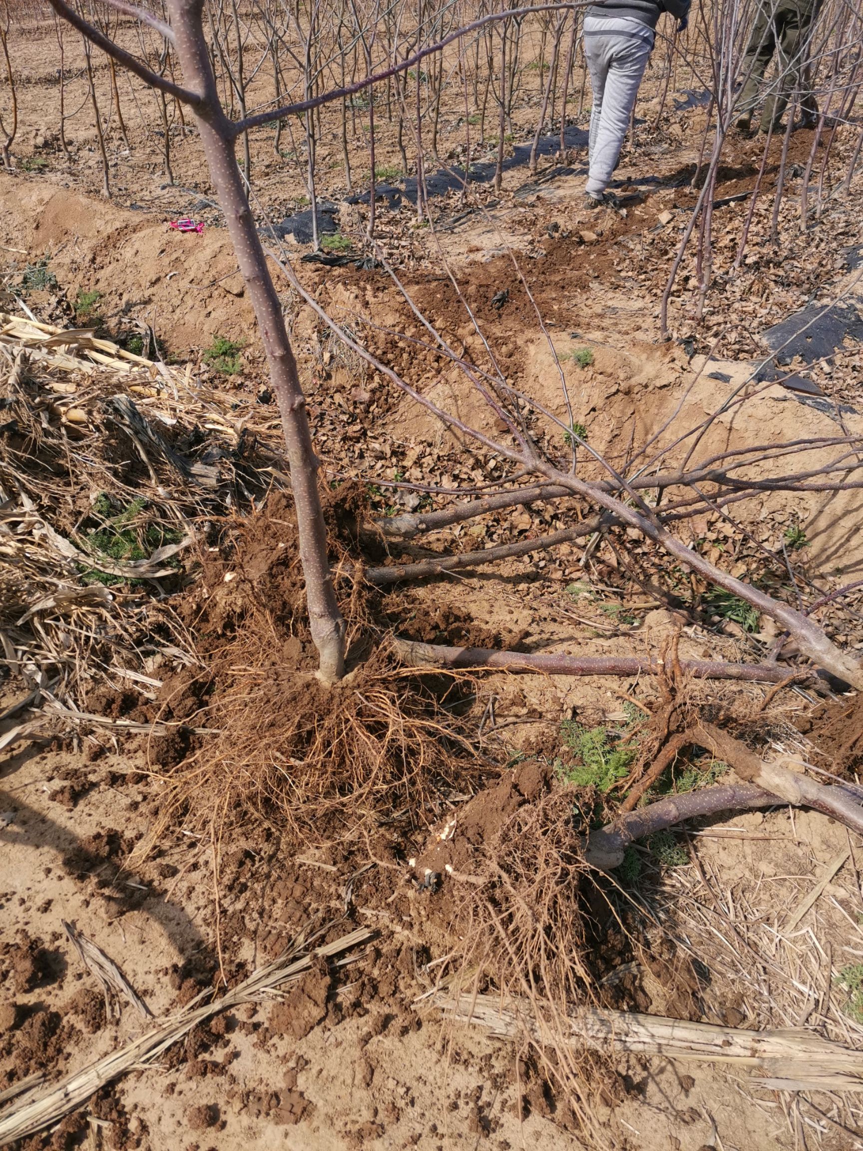 富红苹果苗  各种规格苹果树苗，品种早中晚成熟都有