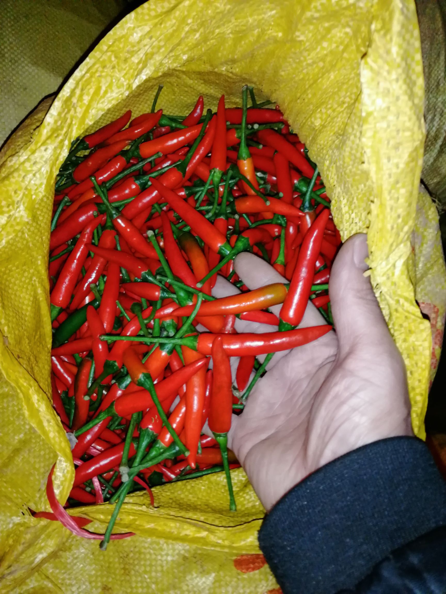 [小米椒批发]小米椒 专业销售批发指天椒,量大从优价格8元/斤 - 惠农