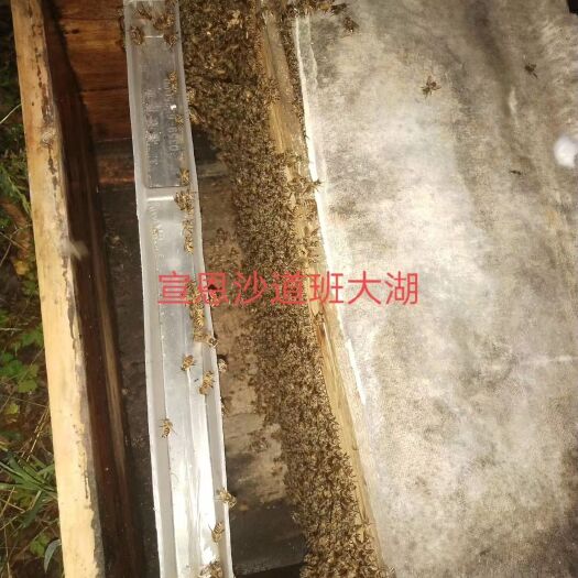 宣恩县中华蜜蜂  中蜂土蜂笼蜂