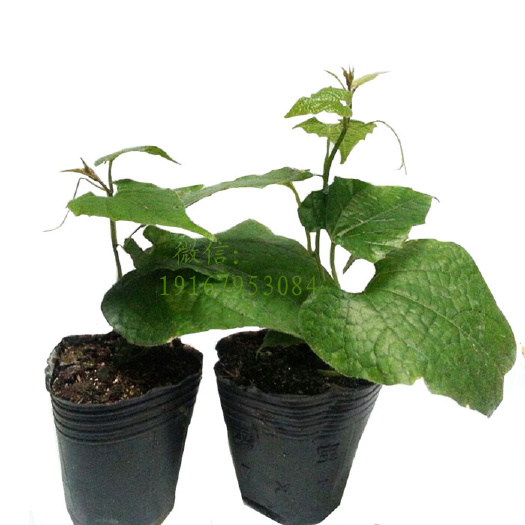桂林2022年青皮罗汉果苗盆景盆栽观赏植物预售
