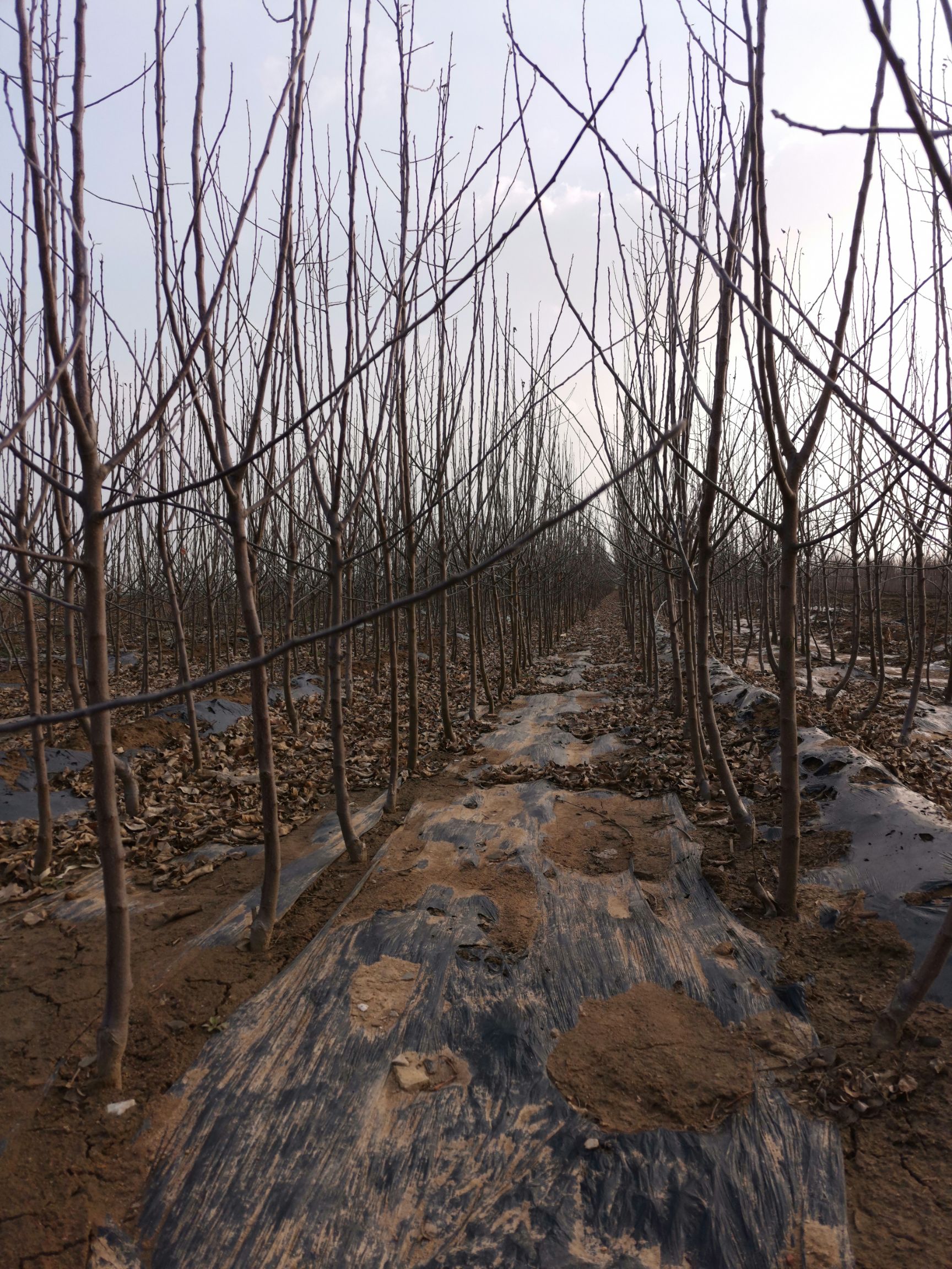 富红苹果苗  各种规格苹果树苗，品种早中晚成熟都有