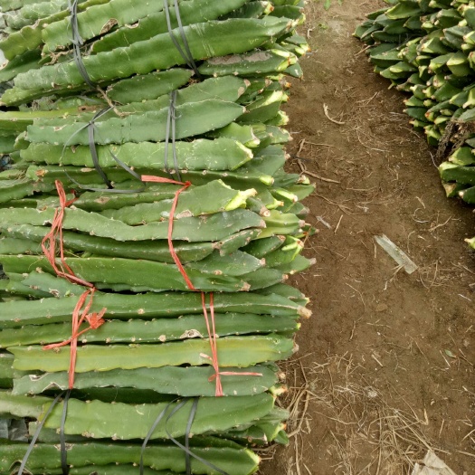 仙游县红心火龙果苗 红心龙果苗，苗规格（1）30-40公分；苗规格（2）60公分