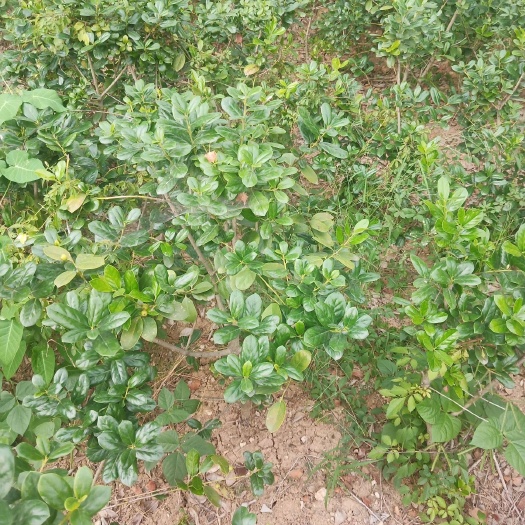 怀远县 无刺枸骨