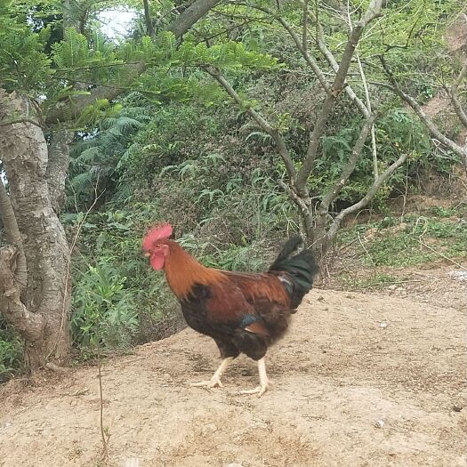 汕头正宗果园走地鸡（全散养土鸡）
