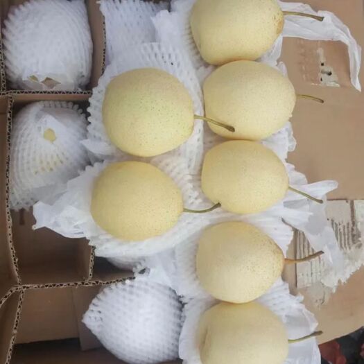 赵县鸭梨  水晶丫梨河北水晶丫梨皮薄肉厚产地直销