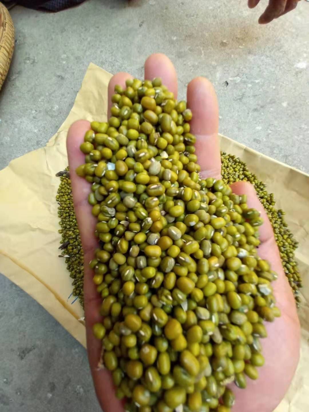 缅甸 油绿豆 毛货