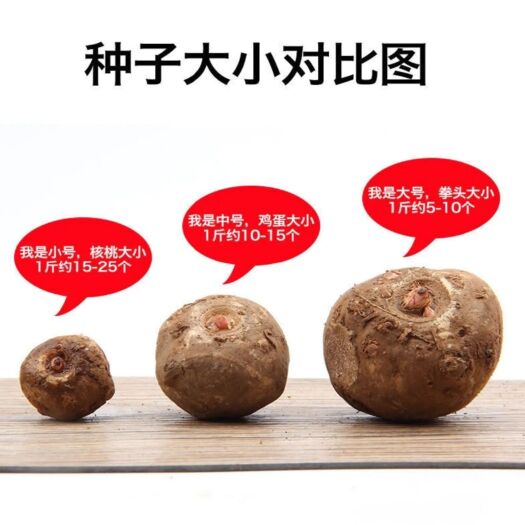 富源县魔芋种子  优质一代二代，可以撒消毒粉，个头勾均，脱水消毒