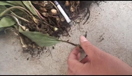 留坝县山慈菇  大宽叶毛慈菇种苗