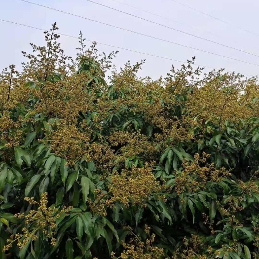 灵山县荔枝王  灵山荔枝之家旅游区