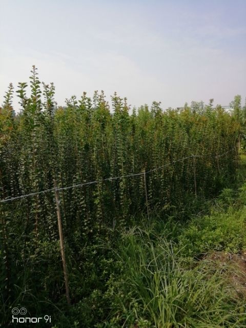 什邡市红花紫薇 紫薇条子（大二红）高2米一2.5米