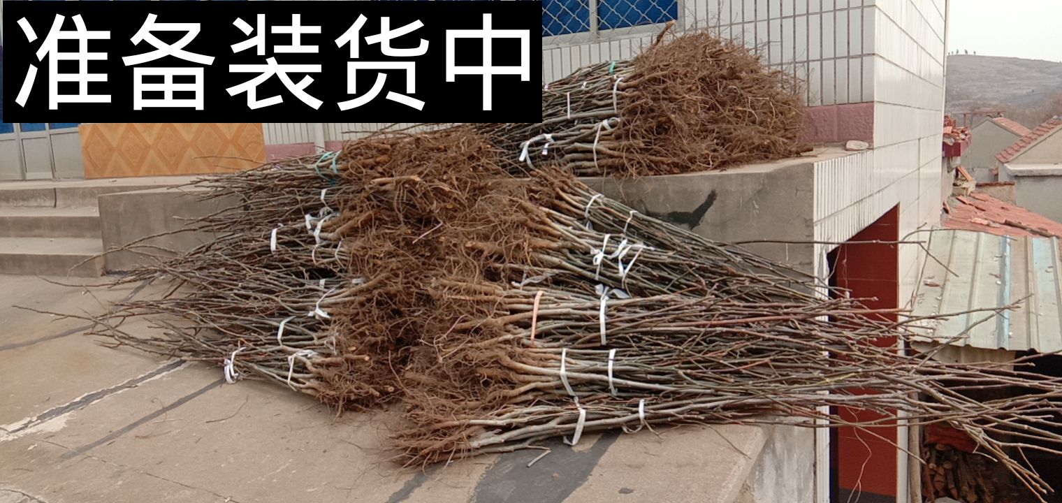 香玲核桃苗 清地处理核桃苗，1/6公分实苗和嫁接好的苗，香玲薄皮核桃苗！