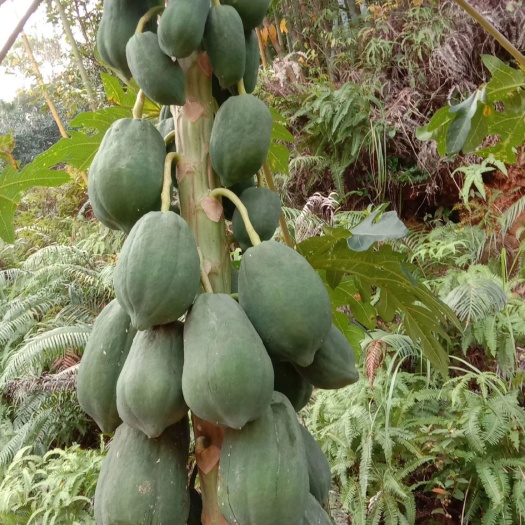 灵山县红心木瓜苗  木瓜苗，成果快，当年种植当年结果