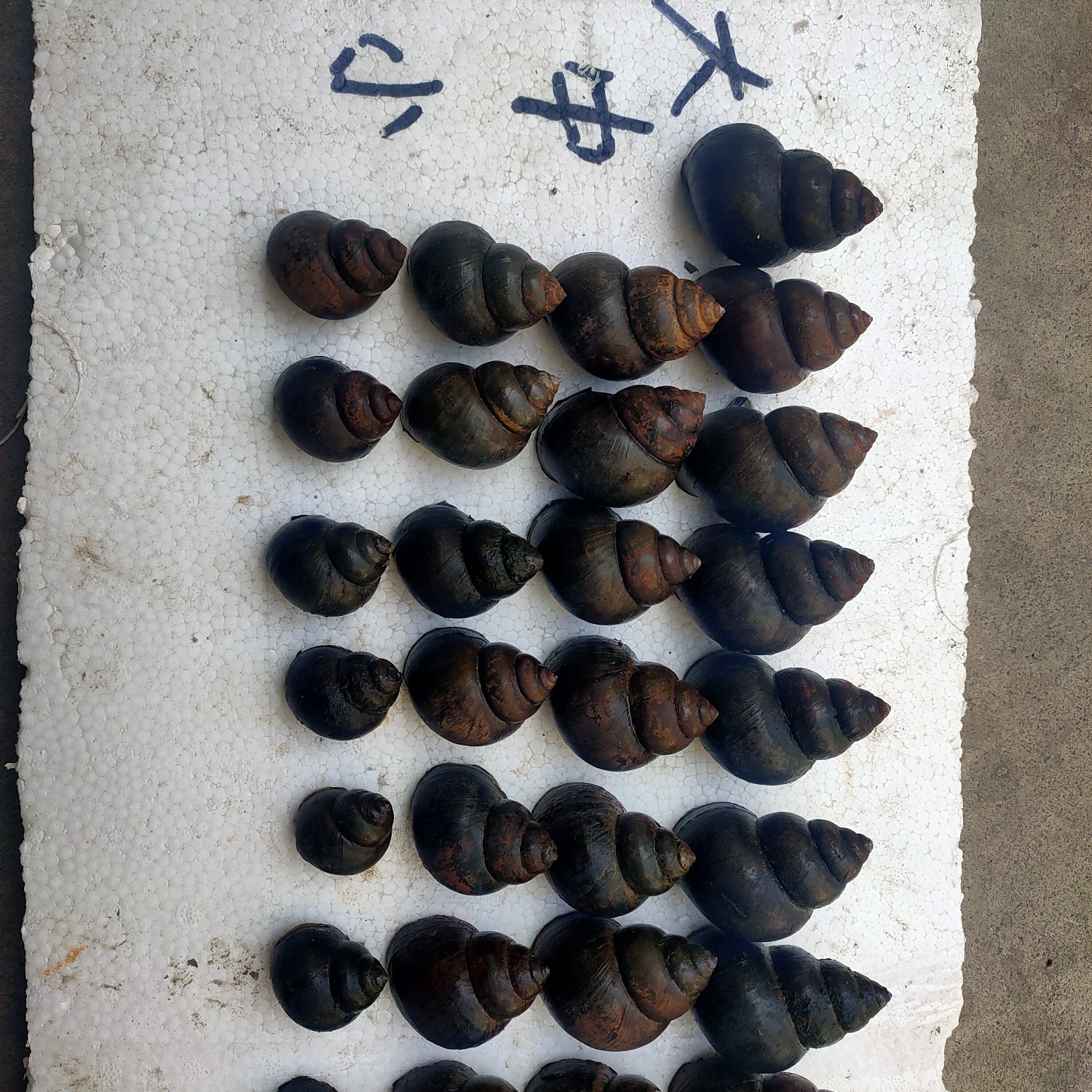  人工精选，炮头石螺，规格17/2.5