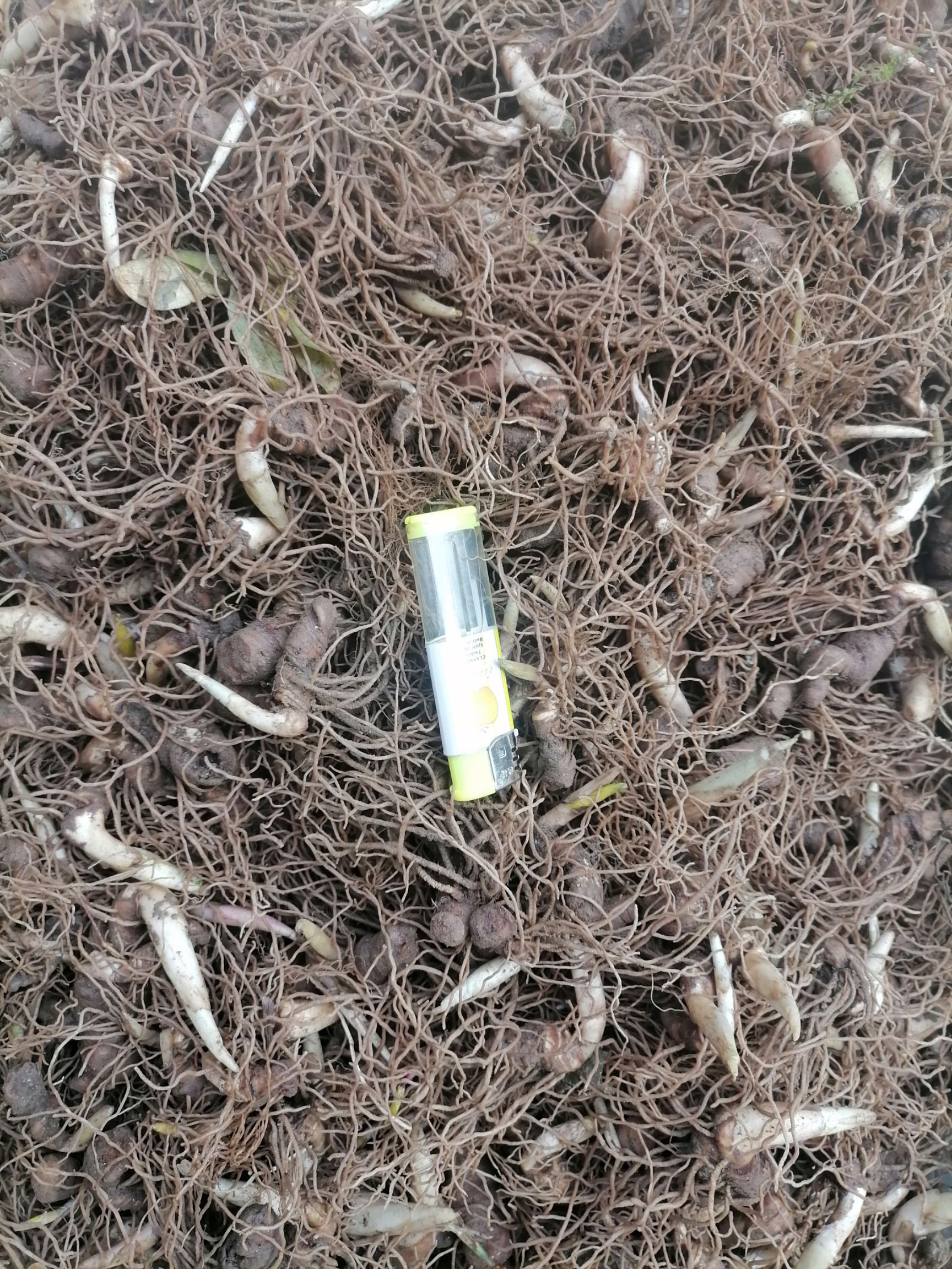 重楼块茎，重楼种苗，正宗七叶一枝花，一手货源，质量保证